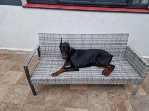 vand Doberman 9 luni - imagine 2