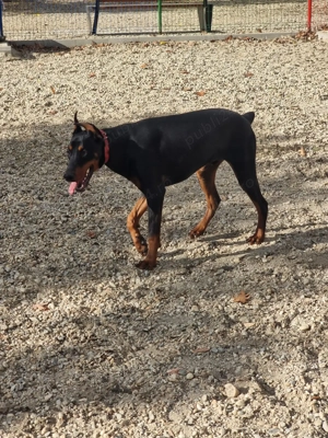 vand Doberman 9 luni - imagine 4