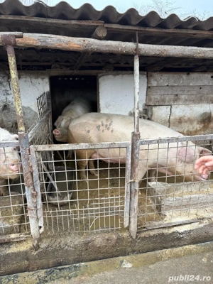 Vand porci de carne crescuti in curte - imagine 5