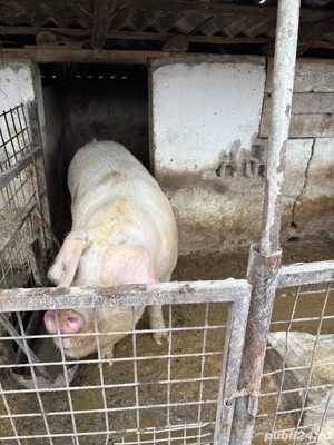 Vand porci de carne crescuti in curte - imagine 4