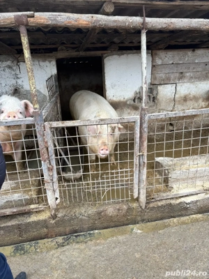 Vand porci de carne crescuti in curte - imagine 3