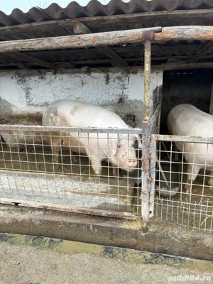 Vand porci de carne crescuti in curte - imagine 2