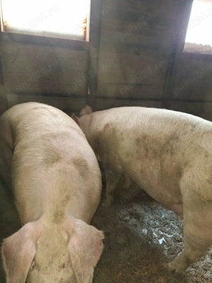 Vând 3 porci mari - imagine 2