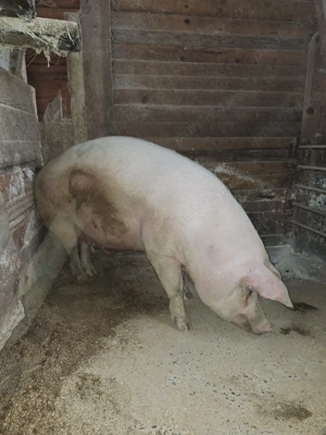 Vând 3 porci mari - imagine 3