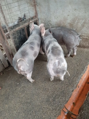 Grăsuni pietrain 30-40kg - imagine 4