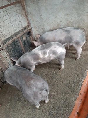 Grăsuni pietrain 30-40kg - imagine 2