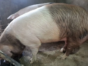 Scroafă de vânzare  - imagine 2