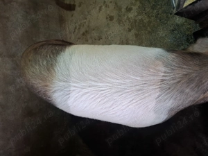 Scroafă de vânzare  - imagine 3