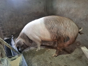 Scroafă de vânzare  - imagine 4