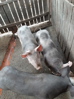 Grăsuni pietrain 30-40kg - imagine 3