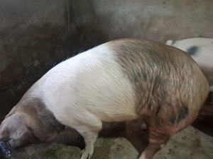 Scroafă de vânzare  - imagine 5