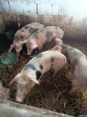 purceii rasă petrean 35 .40 de kg  - imagine 2