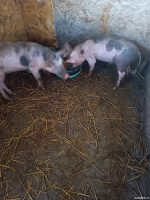 purceii rasă petrean 35 .40 de kg 