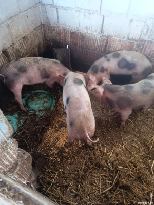 purceii rasă petrean 35 .40 de kg  - imagine 4