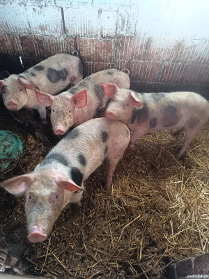 purceii rasă petrean 35 .40 de kg  - imagine 5