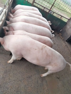 Vind porci 70-120 kg 13 lei kg