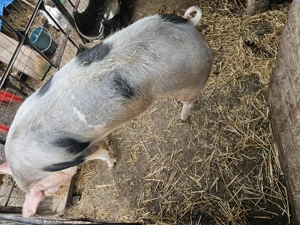 Vând porc de carne peste 180kg - imagine 2