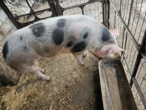 Vând porc de carne peste 180kg - imagine 3