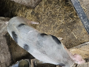 Vând porc de carne peste 180kg - imagine 5