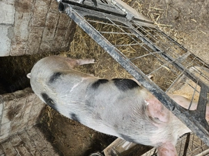 Vând porc de carne peste 180kg - imagine 4