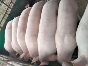 Vind porci 70-120 kg 13 lei kg - imagine 2