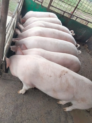 Vind porci 70-120 kg 13 lei kg - imagine 3