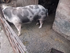 Vând porc 130-140kg