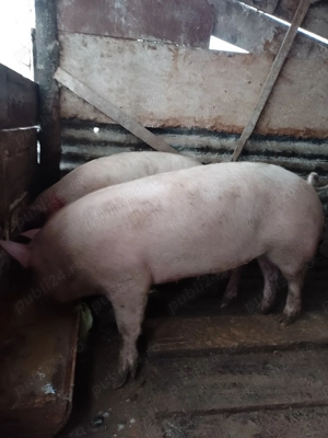 Porci de carne crescuți natural 