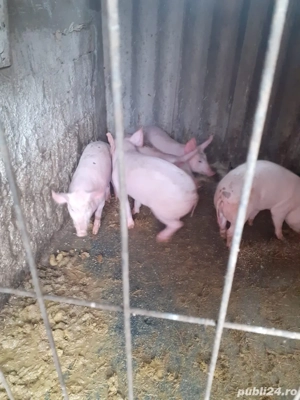 vand purcei 3 luni  - imagine 2