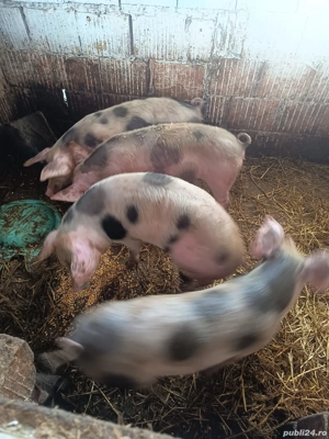 purceii rasa Petrean 35 40 kg - imagine 2