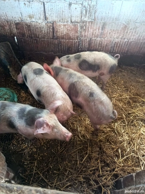 purceii rasa Petrean 35 40 kg - imagine 3