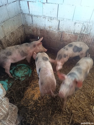 porcii rasa petrean 40 45 kg