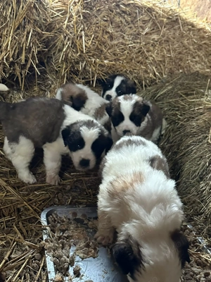 Caței Saint Bernard  - imagine 3