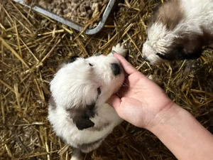 Caței Saint Bernard  - imagine 2