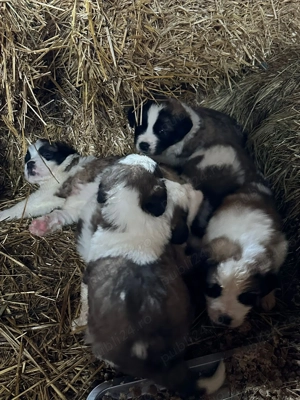 Caței Saint Bernard  - imagine 4