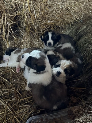 Caței Saint Bernard  - imagine 5