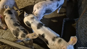 soldani de vanzare - imagine 3