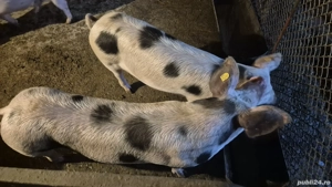 soldani de vanzare - imagine 2