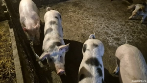 soldani de vanzare - imagine 4