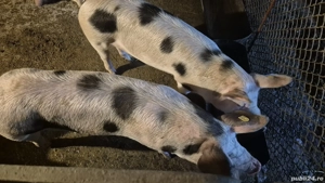 soldani de vanzare - imagine 5