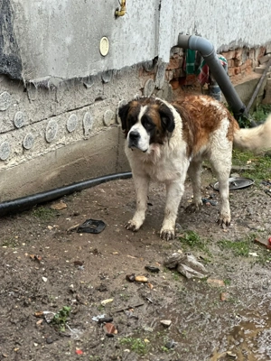 Saint Bernard Contesa - imagine 4