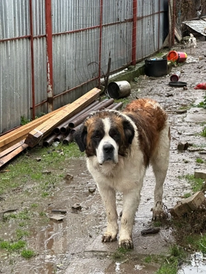 Saint Bernard Contesa - imagine 5