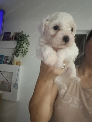 Vand Bishon ,baietel