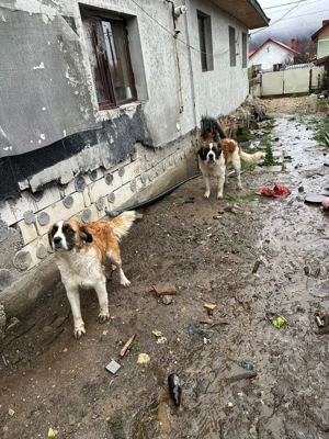 Saint Bernard Contesa - imagine 3