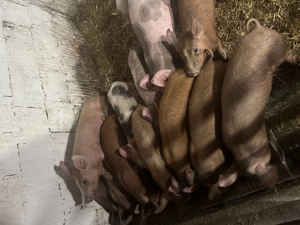 Purcei disponibili ! 