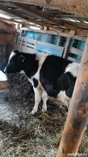vand 2 vitele - imagine 2
