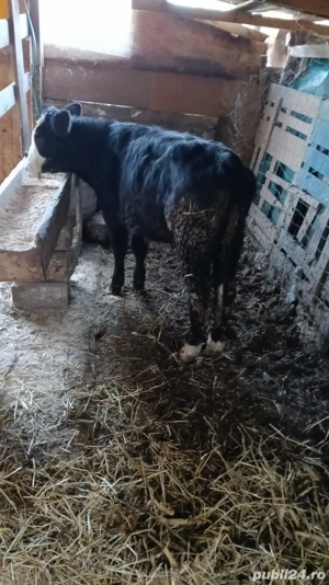 vand 2 vitele - imagine 3