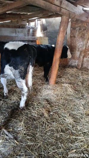 vand 2 vitele - imagine 4