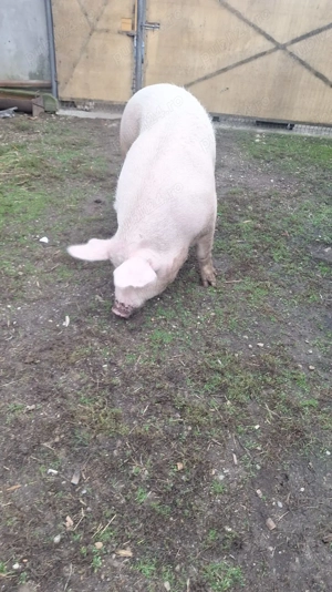 Vand purcea 250-300 kg