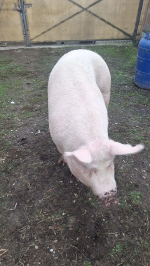 Vand purcea 250-300 kg - imagine 4